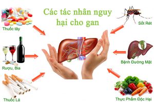 Tác nhận gây hại cho Gan