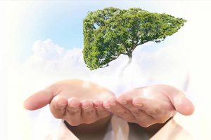 Thực phẩm bảo vệ Gan